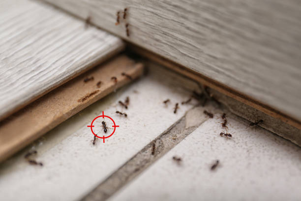 Best Cockroach Control Services  in Sauk Centre, MN