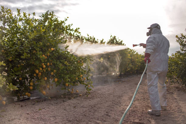 Best Bed Bug Extermination  in Sauk Centre, MN