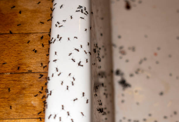 Best Pest Removal Services  in Sauk Centre, MN