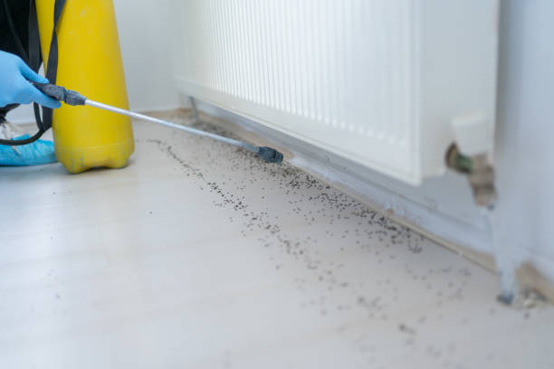 Wasp Removal Services in Sauk Centre, MN