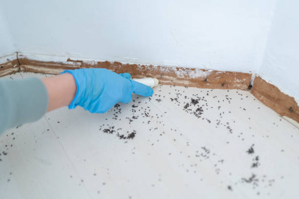 Best Cockroach Control Services  in Sauk Centre, MN