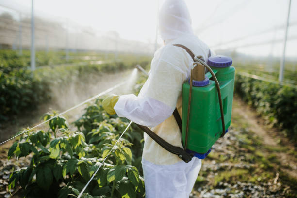 Best Wasp Removal Services  in Sauk Centre, MN